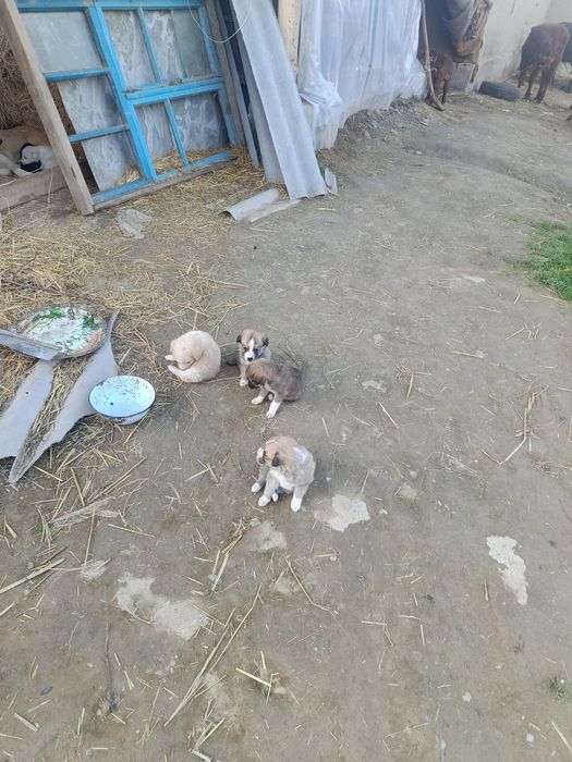 Kuchuk bolalari kimga kerak