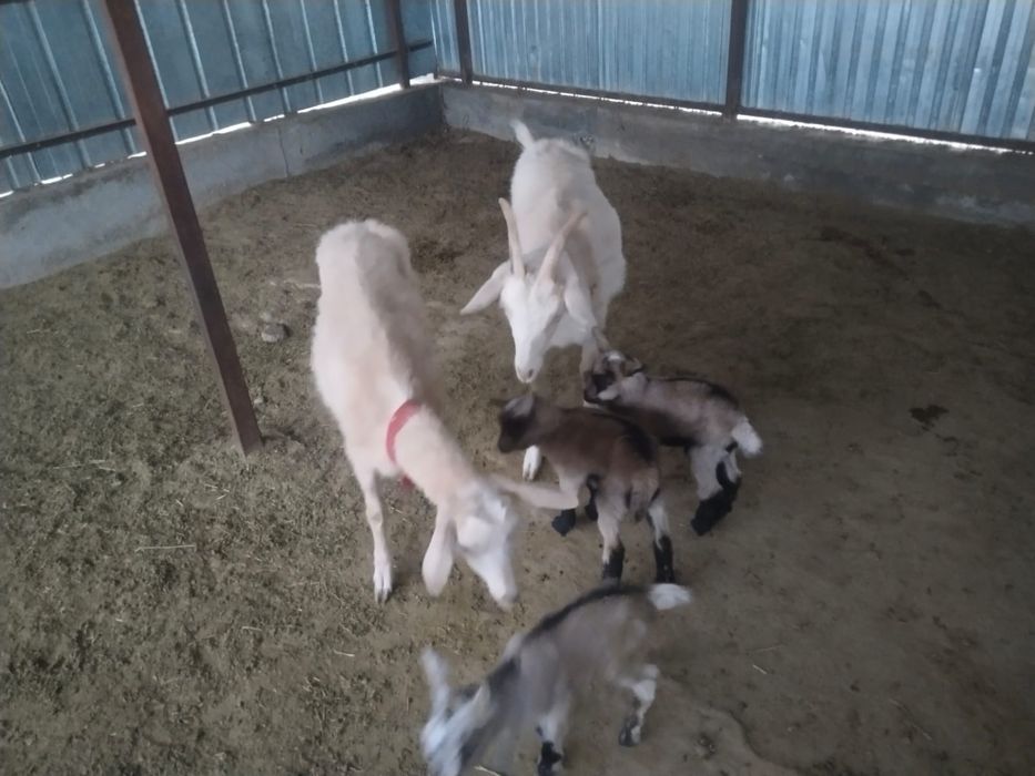 Альпи пародалы, бірінші тума ешкілер сатылады.