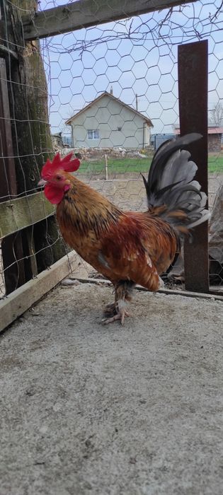 Cocoș pitic american