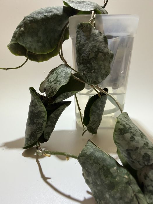 Хойя imbricata silver splash