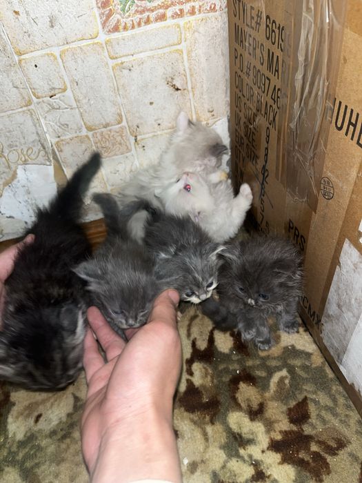 Отдадим котят в добрые руки