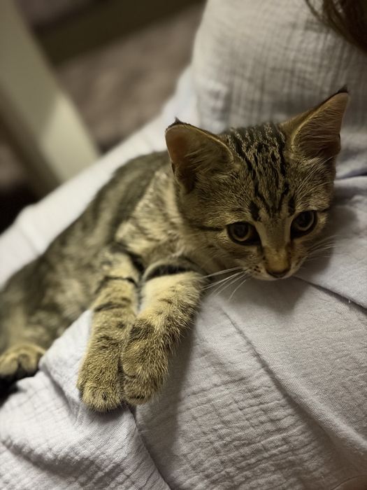 Отдам котёнка девочка