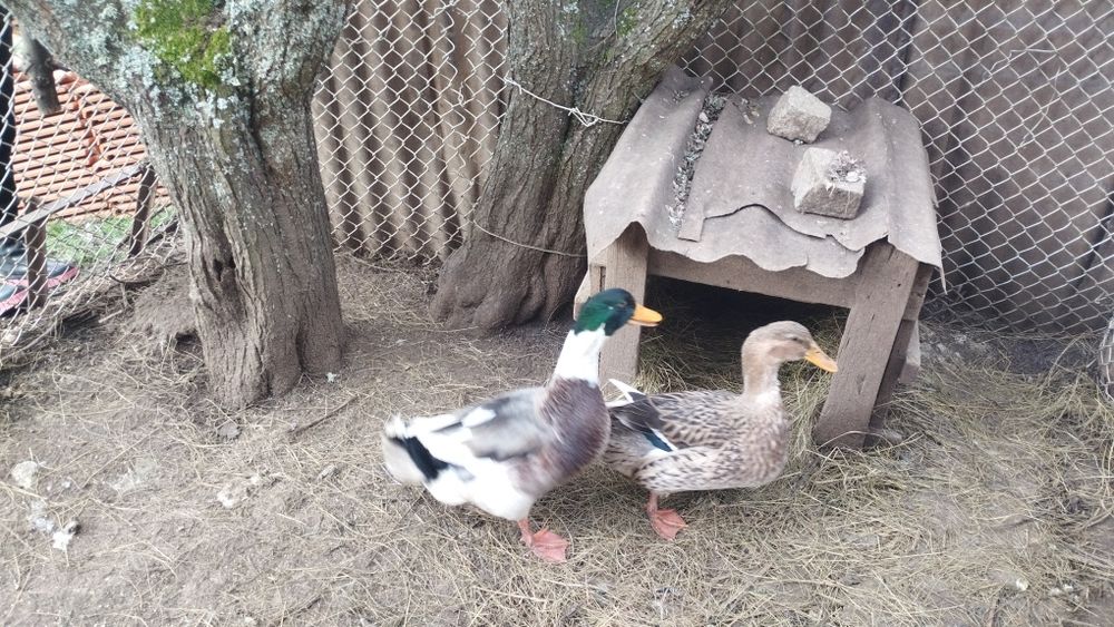 Две патици мъж и жена