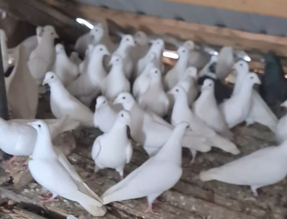 Voiajori albi de vânzare