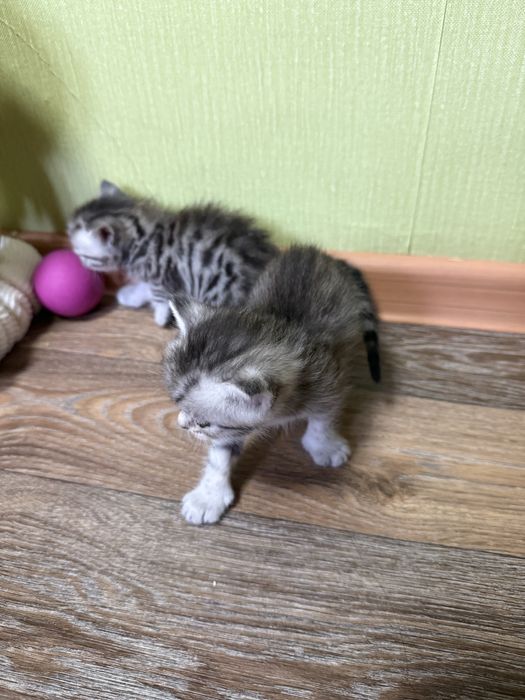 Котята  скотиш страйт