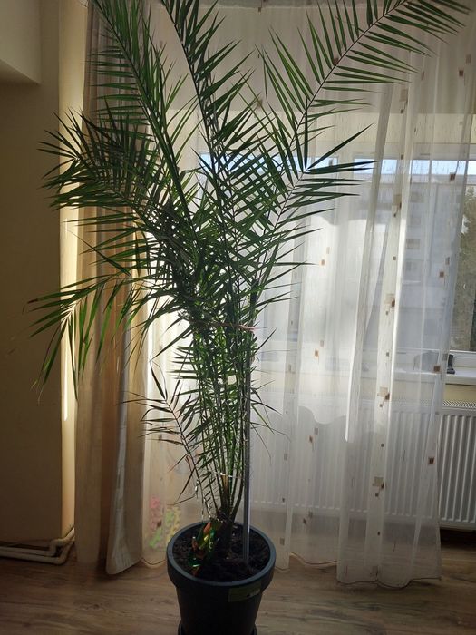 Palmier Phoenix Canariensis ornamentale