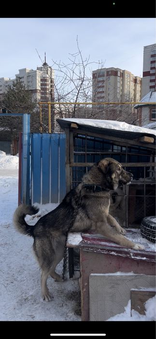 Продам суку сао молодая.