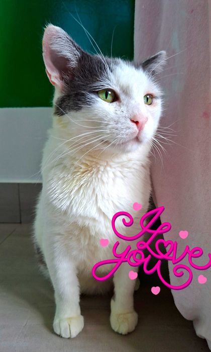 Adoptie pisica alba mota castrat