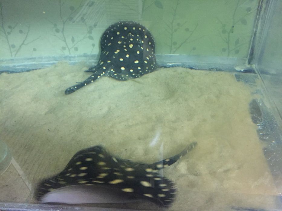 Продам Скатов Леопольди