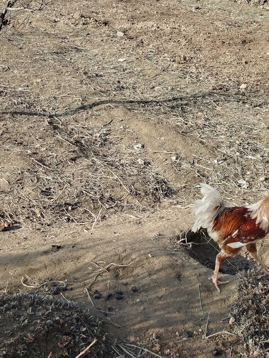 Kurka(Induk) makiyon va tovuq xoʻrozlari sotiladi