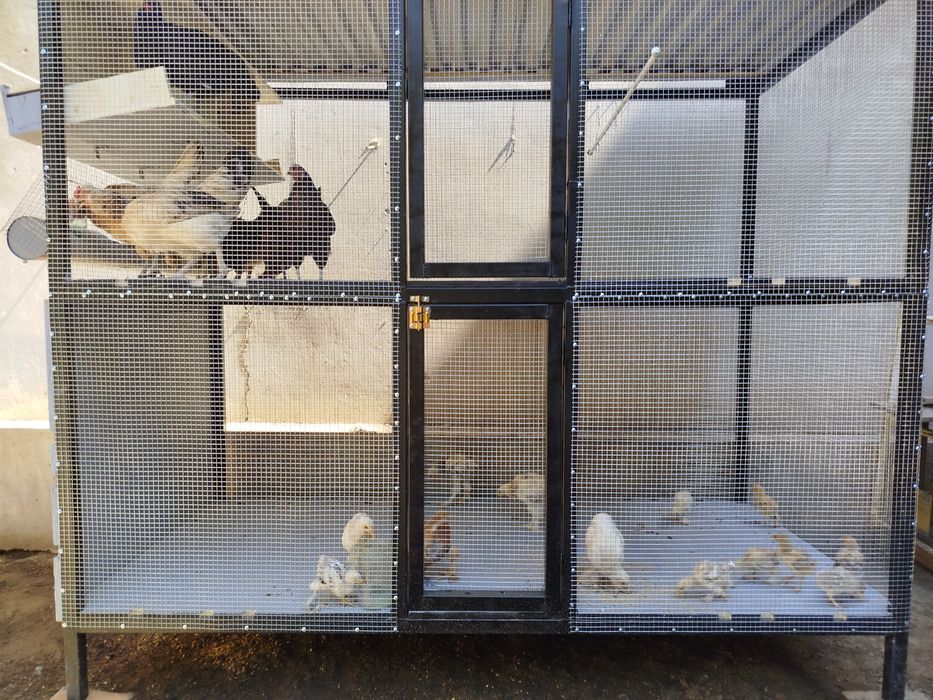 Товук.куйон.ва куй катак ясаймиз