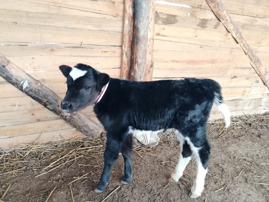 Қара Ала сауынды