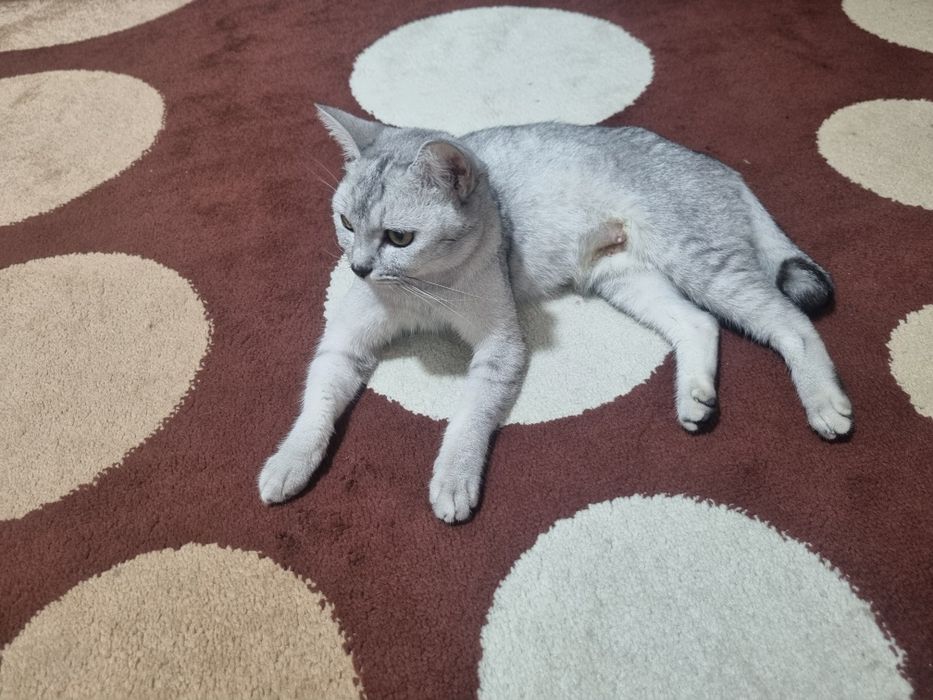 Серебристая шиншилла боласи билан срочно сотилади