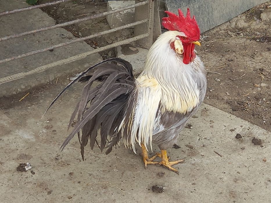 Oua pentru incubat de rasă Italieni (leghorn)