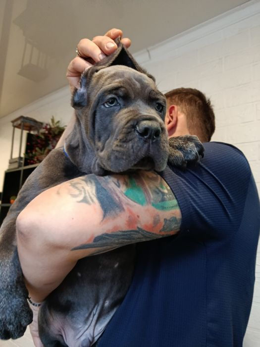 Щенки Кане Корсо