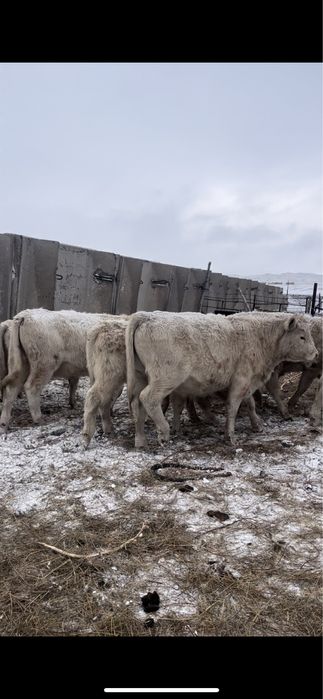 Аулиекольская Быки