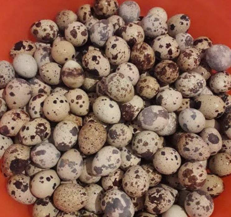 Bedana tuxum 500 soʻm