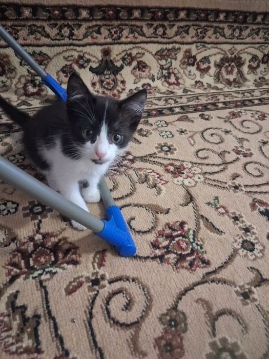 Отдам котёнка в добрые руки