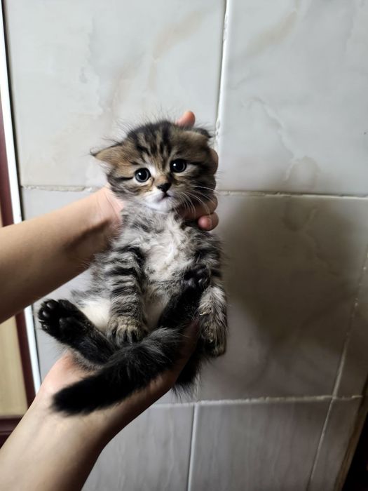 Mushuklar sotiladi / Продаются котята