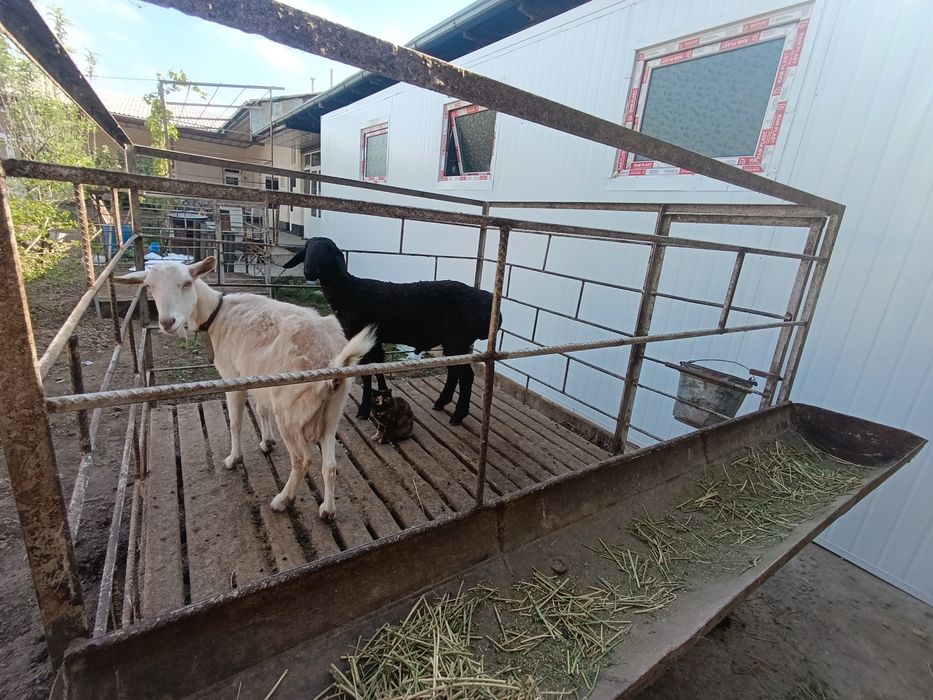 Qoyxona srochni sotiladi qoʻy boqmoqchi boʻlganlarga mos