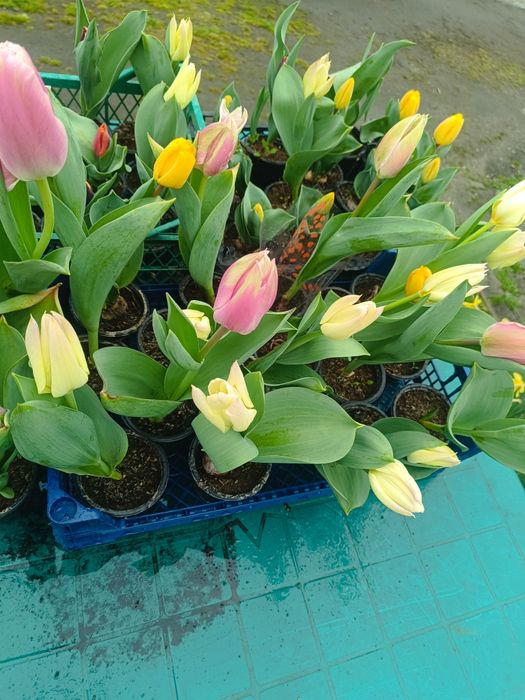 Лалета за градината