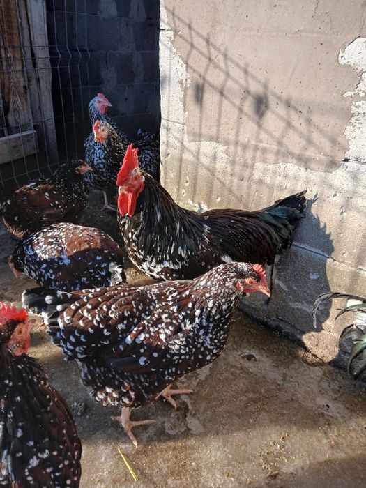 Vind ouă de incubație sussex HD porțelan