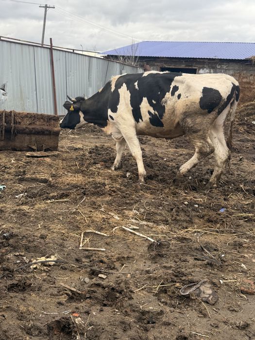 Продаются коровы