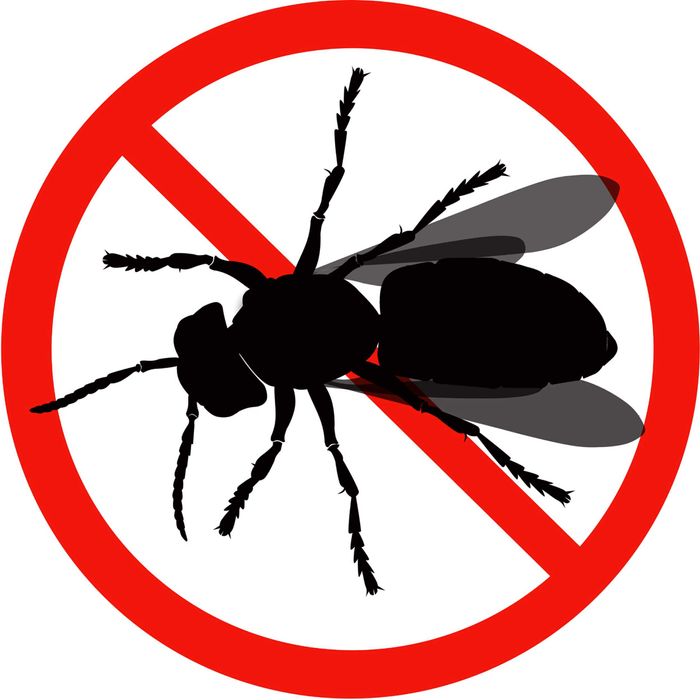 Dezinfeksiya Dizinfeksiya klapa Dizenfeksiya tarakan ilon chayon klopa