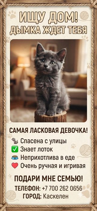 Котята бесплатно