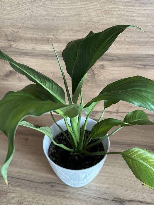 Продам цветок женское счастье