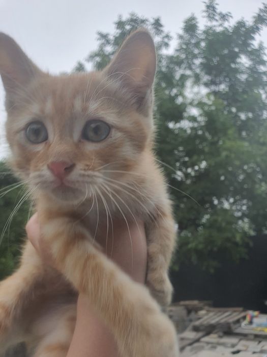 Отдам кота мальчик в добрые руки