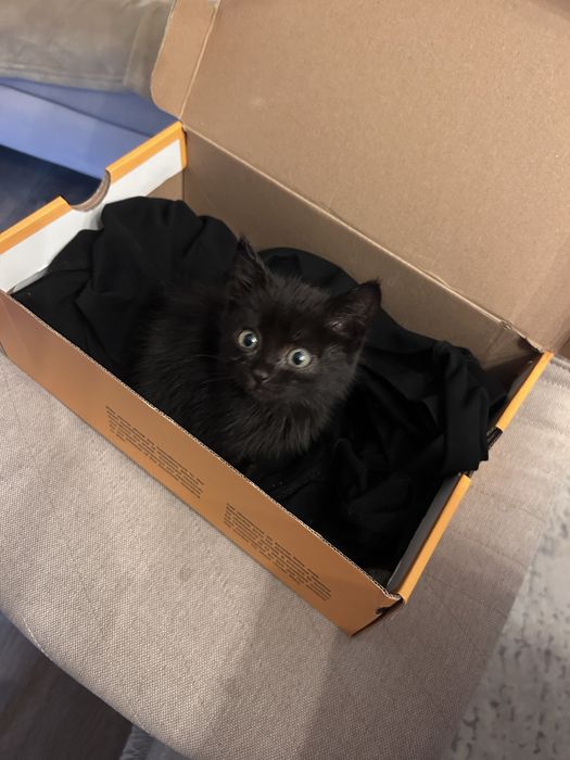 Котенок маленький