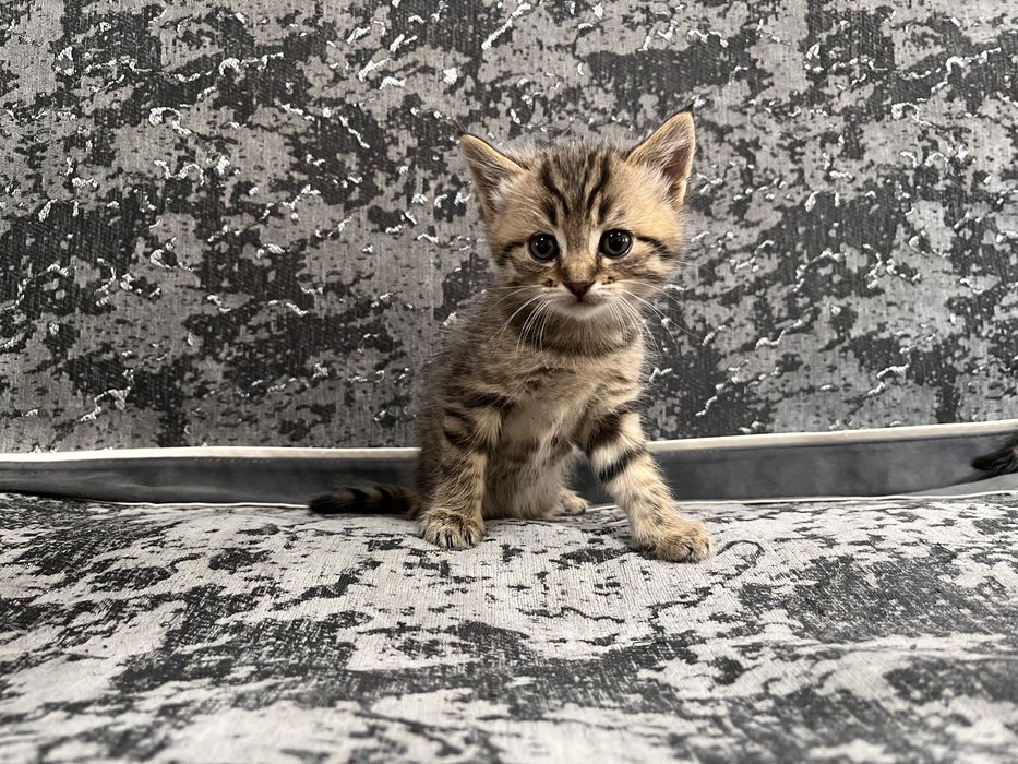 Продам    Котят.