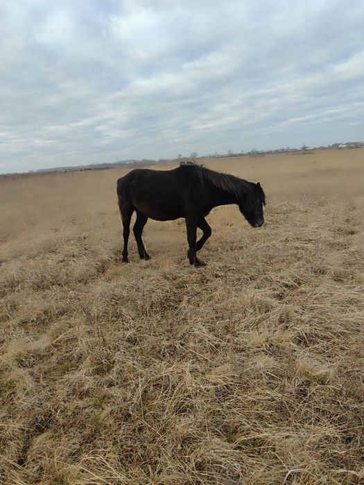 Продам жеребчика 2.5