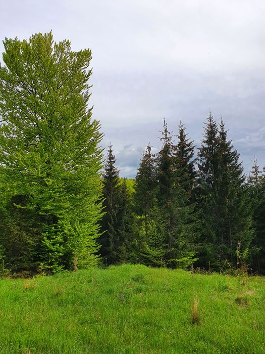 Teren la munte intravilan Cota 1000 Sinaia , muntii Bucegi, Bolboci.