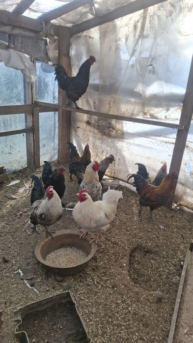 Продам петухов .доставка