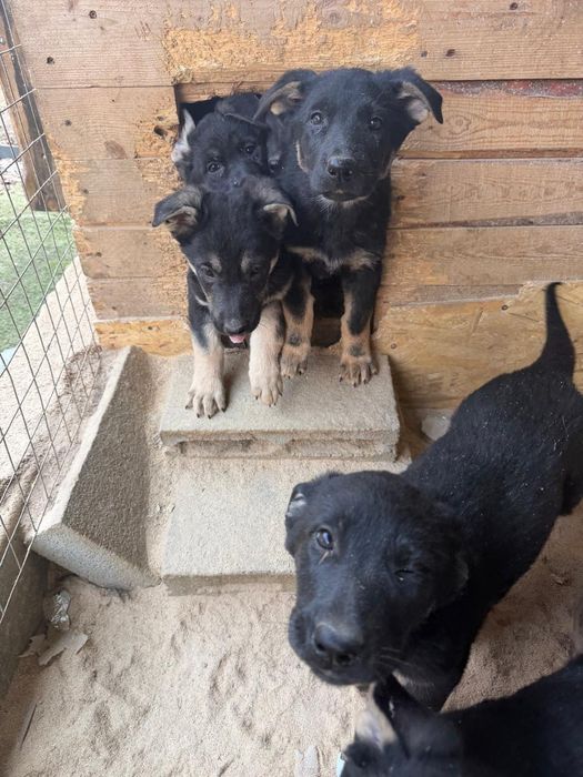 Щенки восточноевропейская овчарка