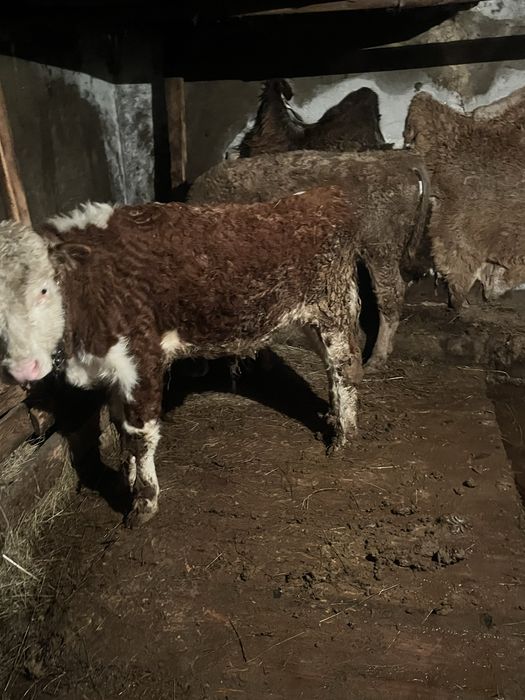 Бұзаулар сатылады