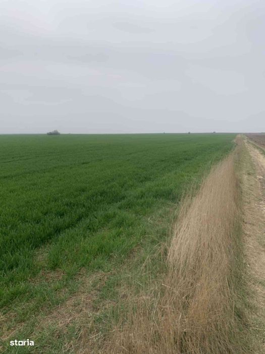 Teren agricol de vânzare, 50000 mp, acces ușor