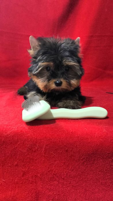 Щенки Йоркширского терьера