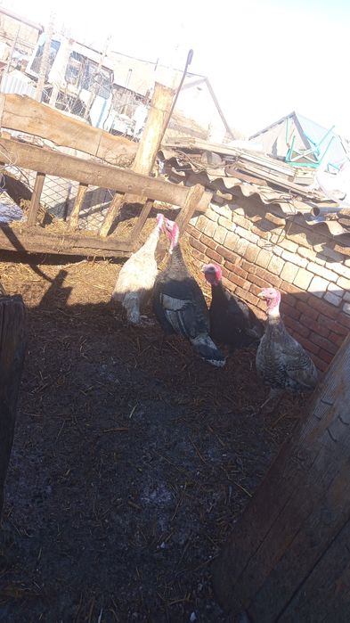 Продам домашних индюков самцов