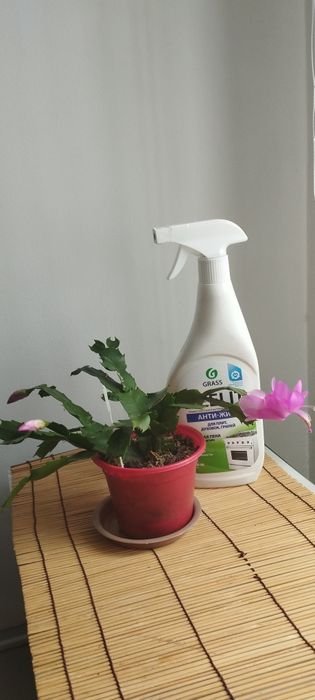 Шлюмбергера розовая.