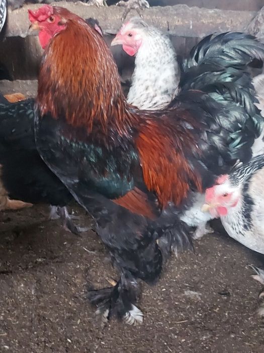 Продам петуха брама