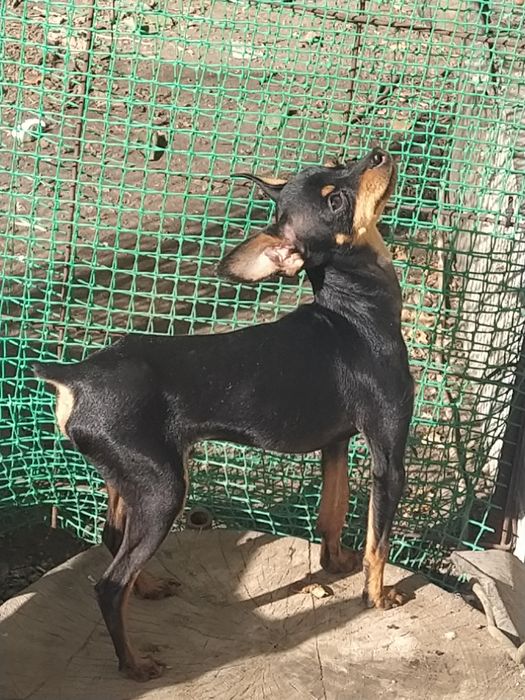 Вязка той терьера