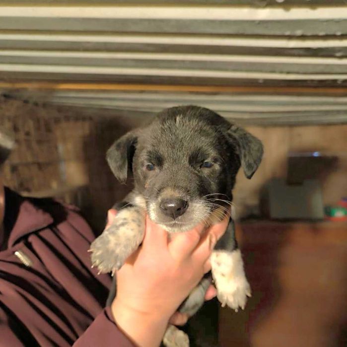 Отдам в добрые руки щенков