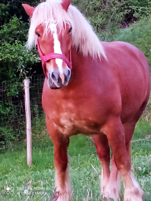 se vinde iapă de 5 anii gestantă 8 luni cu ecografie