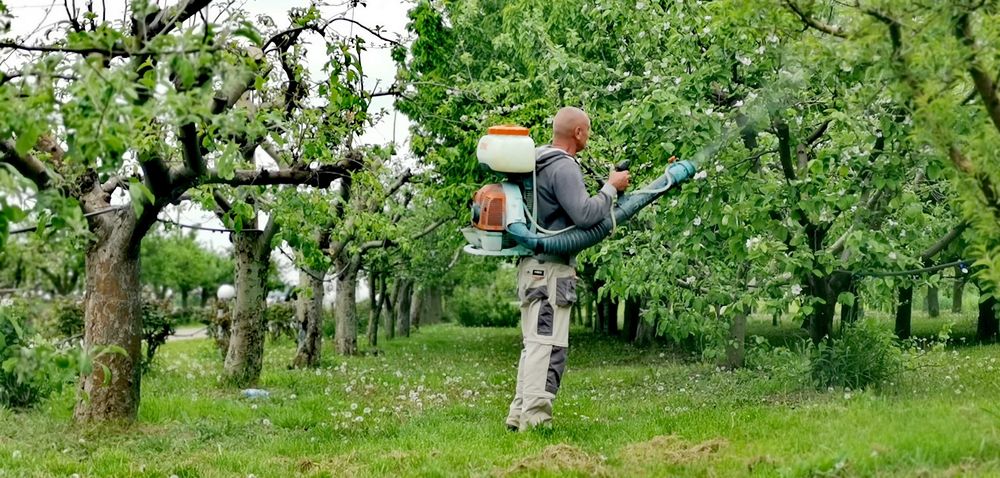 Toaletare pomi fructiferi în Arad