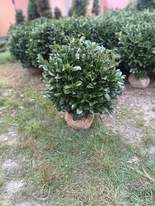 Leyladi plante ornamentale