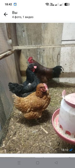 Продам курица и питуха 2+1