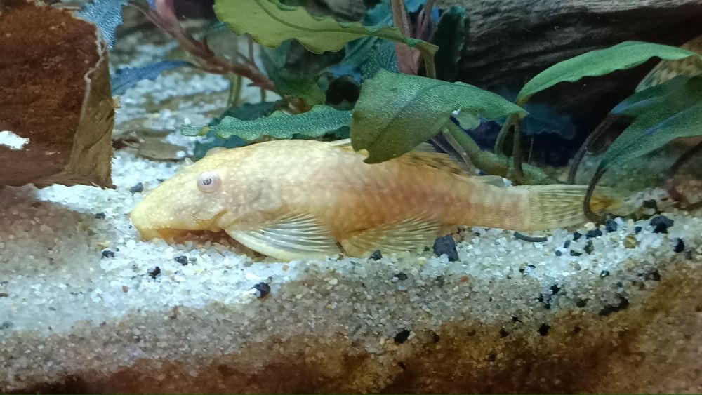 Pesti ancistrusi femele